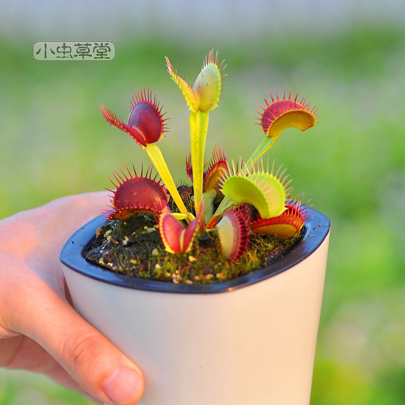 B52 Venus Flytrap Small Cordyceps Hall Cordyceps Eating Plants Potted ...