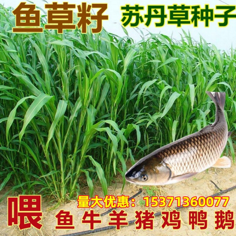 Perennial herbage seeds highdan king grass seeds sudan grass seeds