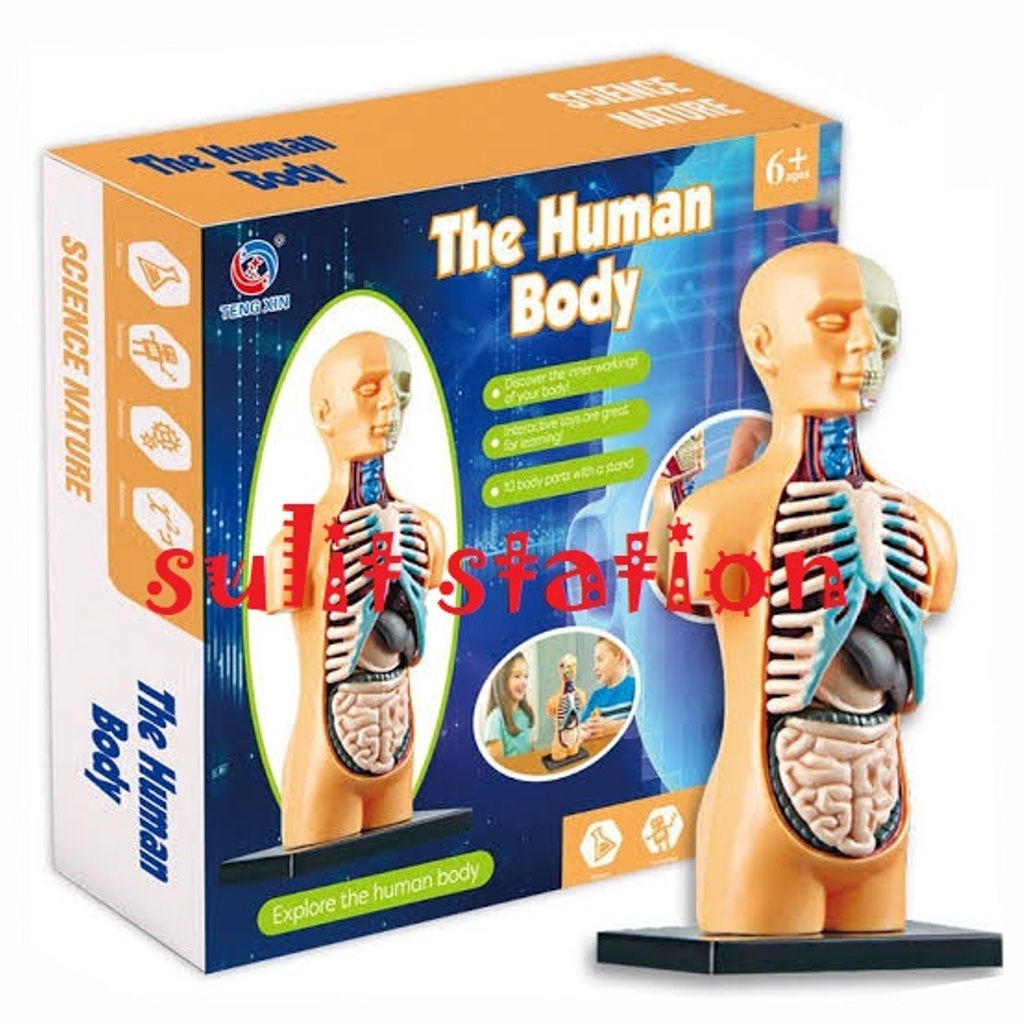 EDUCATIONAL HUMAN BODY ANATOMY INTERNAL ORGANS BIOLOGY SMART BRAIN ...