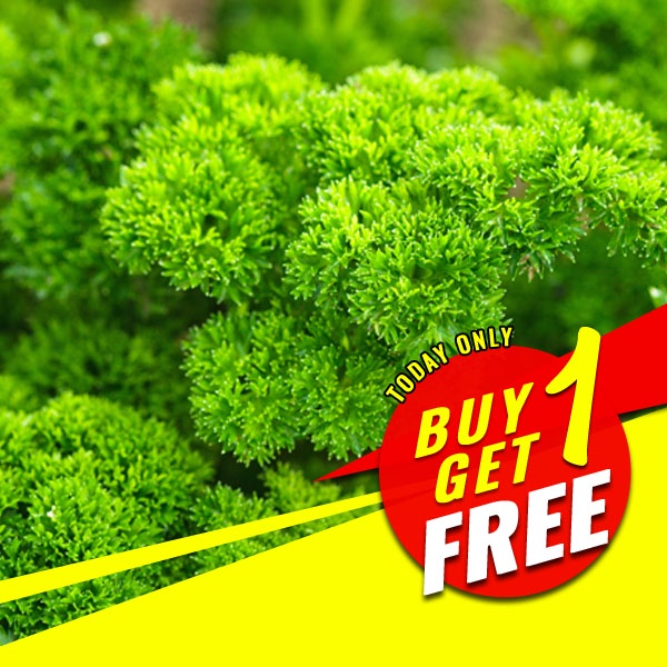 Curled Leaf Parsley Seeds Fresh Herb Garden Essential Grow
