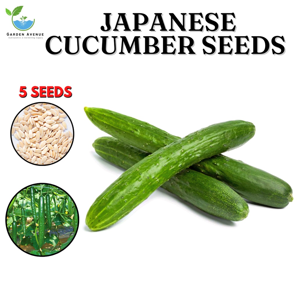 JAPANESE CUCUMBER SEEDS (5PCS SEEDS) HYBRID/LONG GREEN/HIGHLAND