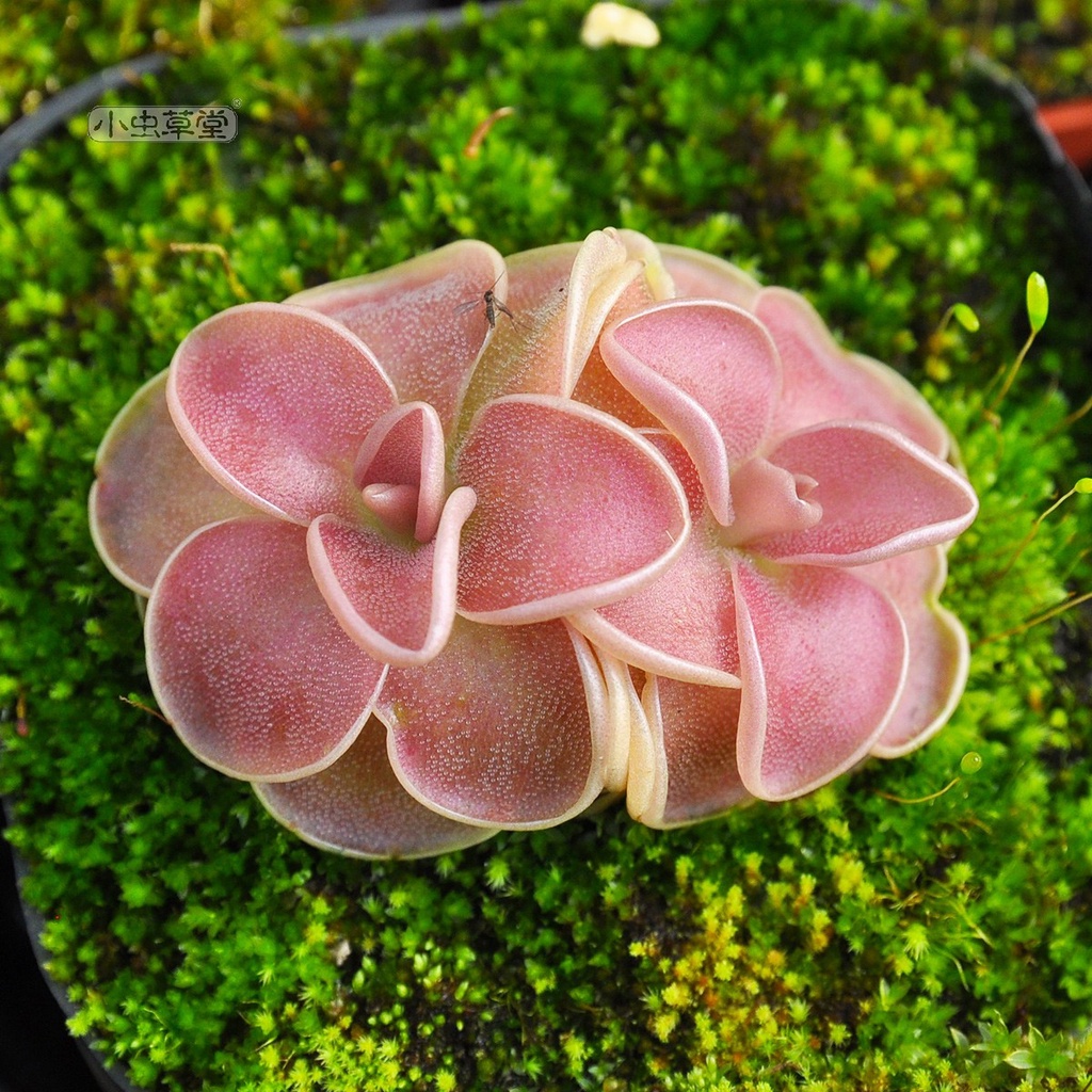 Aiwei caterpillar Viola small caterpillar fungus hall carnivorous plant