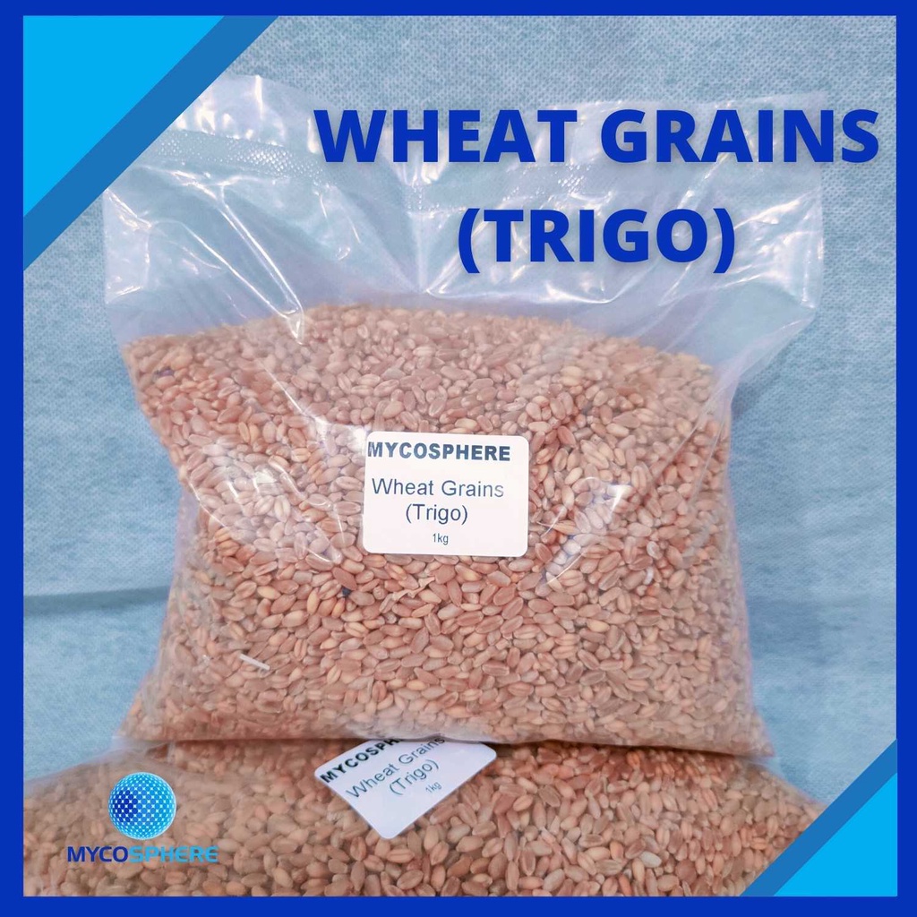 Wheat Grains 1Kg Selected Raw Whole Grain for Mushroom Spawn (Trigo
