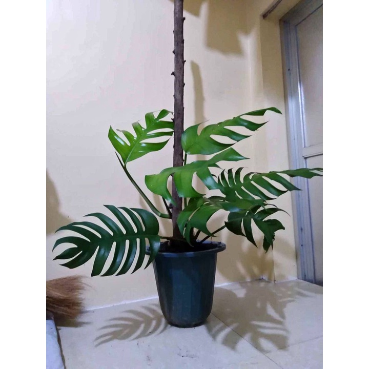 Monstera Dragon Tail Plant | Shopee Philippines