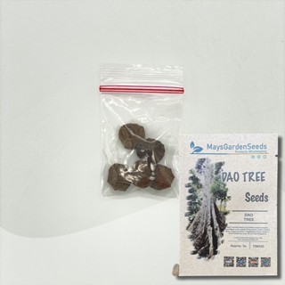 Dao Tree Seeds, Dracontomelon Dao Tree Seeds, Tree Seeds#025 | Shopee ...