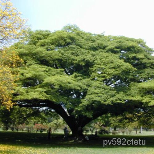 Albizia / Pithecellobium Saman - 20 Seeds Monkey - Pod Tree2023 ...