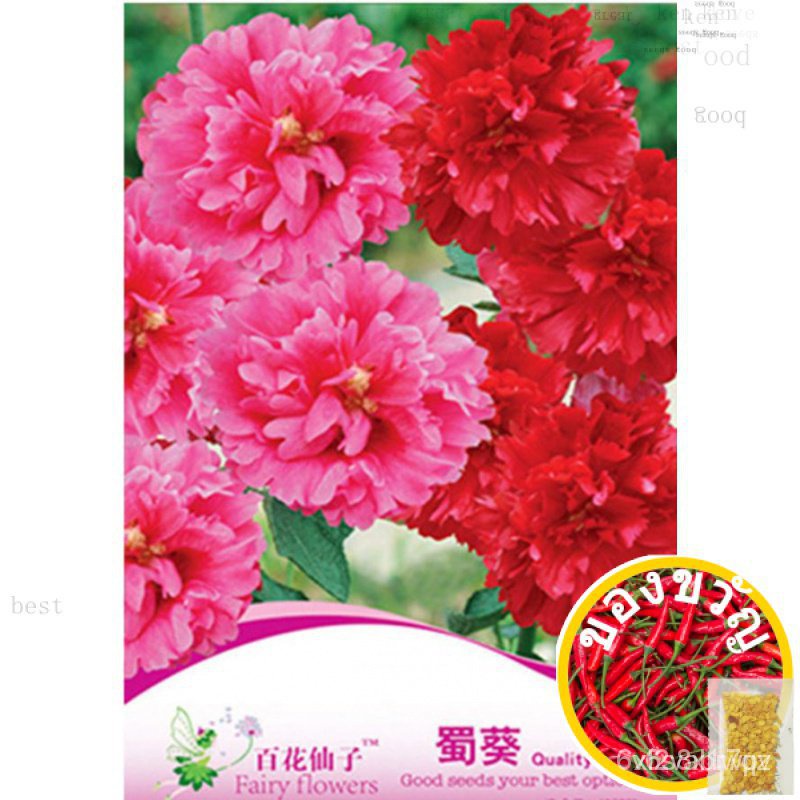 GNCperualthaea rosea seeds Hollyhock dry Meng F069/Apple/celery