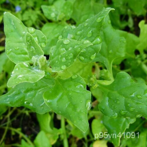 2023New Zealand Spinach - 100 Seeds - Tetragonia Tetragonioides ...