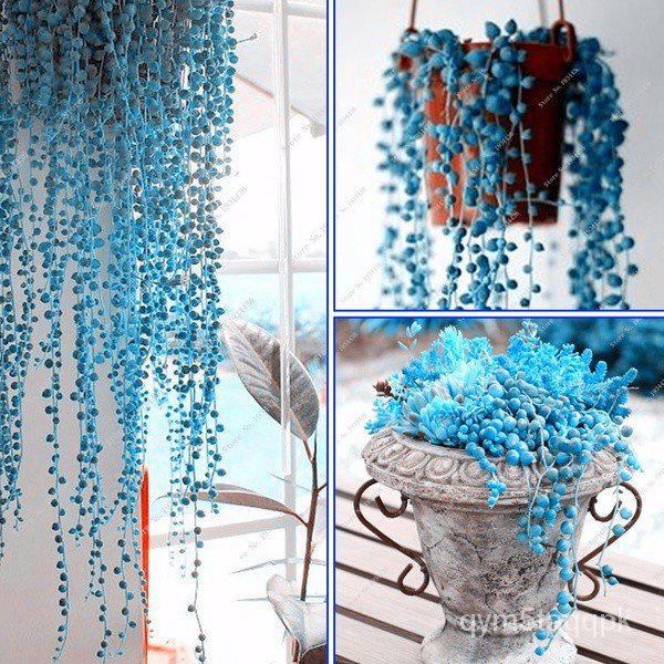 Rare blue spring grass succulents seeds plants 50 pcs/bag air purifying