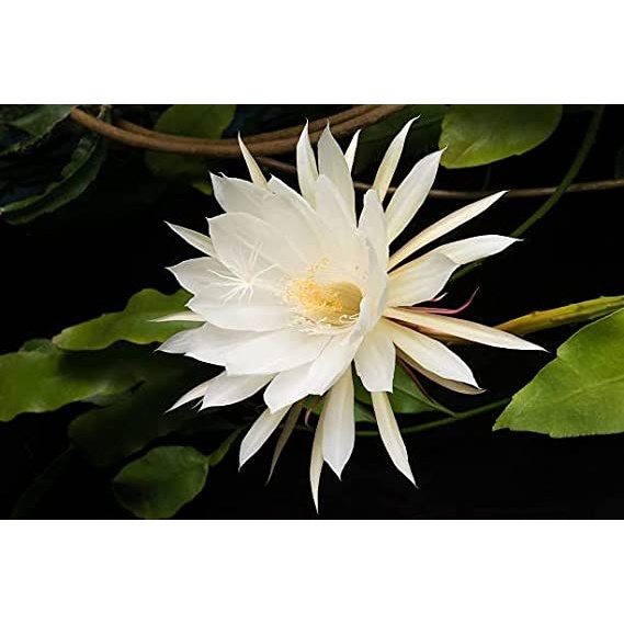 Queen of the night (Epiphyllum Oxypetalum), blooms only once at midnight  for a few hours, then the flower drops, Philippines Stock Photo - Alamy