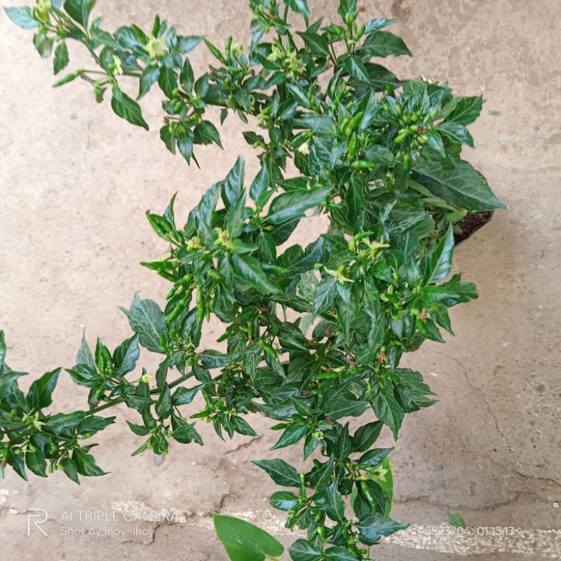 (capsicum frutescens) siling labuyo LUZON AREA ONLY Shopee Philippines