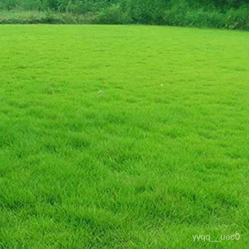 Grass Seeds Type PruningFree Golf Course Lawn Creeping Seed Town
