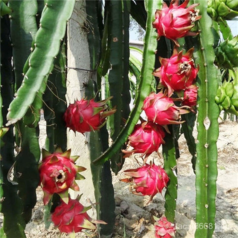 Pitaya seeds planting dwarf fruit tree seeds indoor ornamental fruit