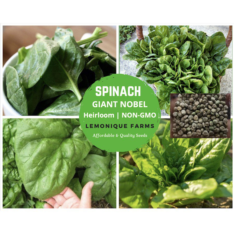 High germination rate Spinach seeds GIANT nobel spinach seeds fully