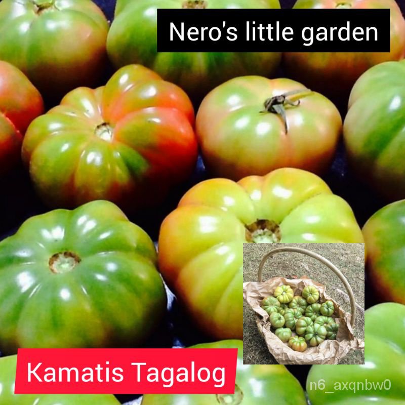 Seeds tomato seed pack ( kamatis tagalog 15 seeds) Parsley Shopee