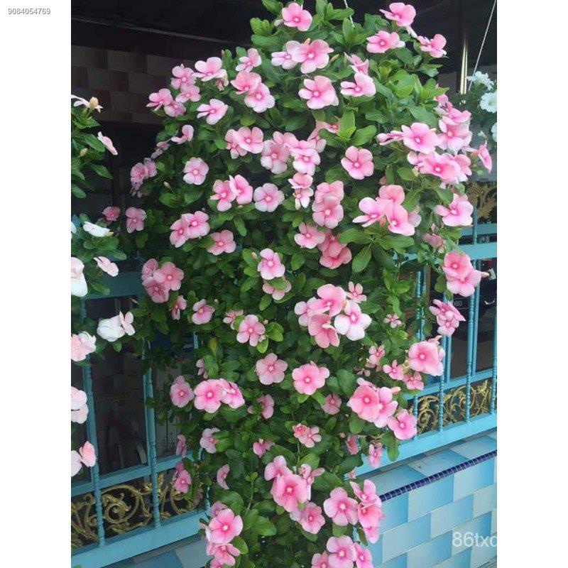 ☏Hanging Periwinkle Vinca Kumintang (40 Seeds, 1015 Variables) Seeds