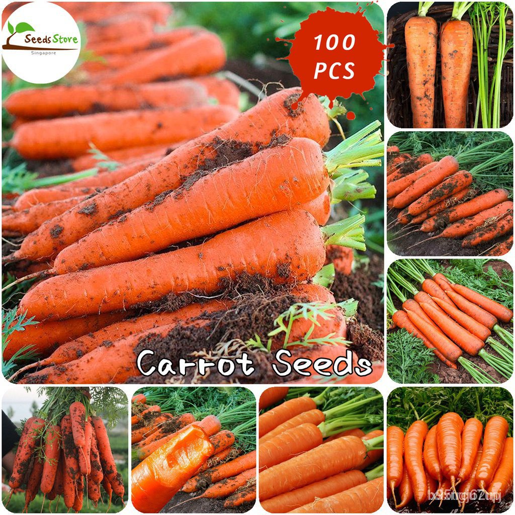 100pcs Carrot Seeds Fruit Tree Seeds Vegetable Plants for Sale Planting
