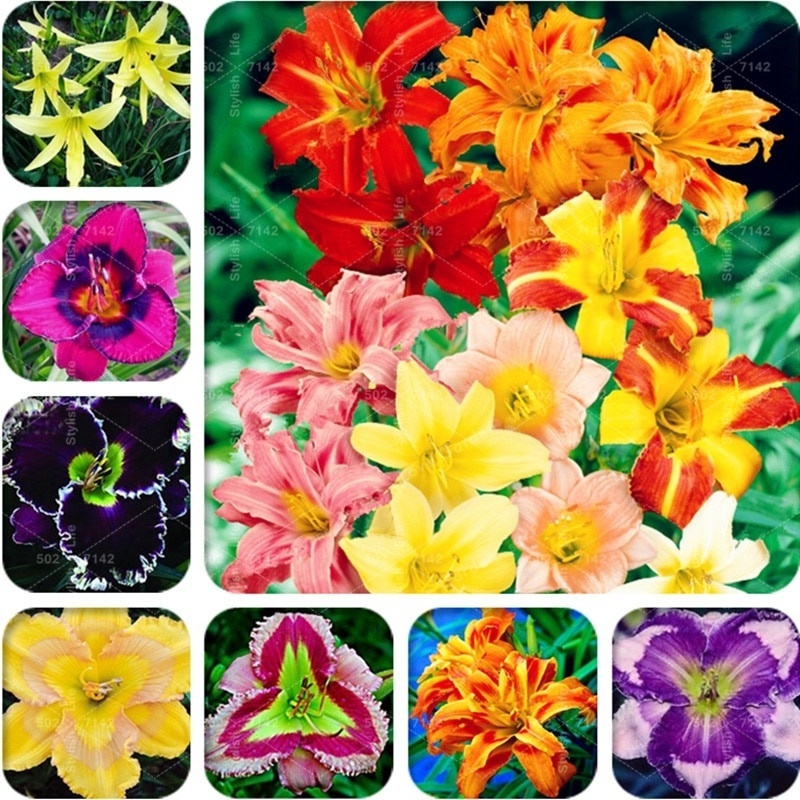 50PCS Beautiful Daylily Flower Seeds Home Garden Bonsai DIY Plants Easy