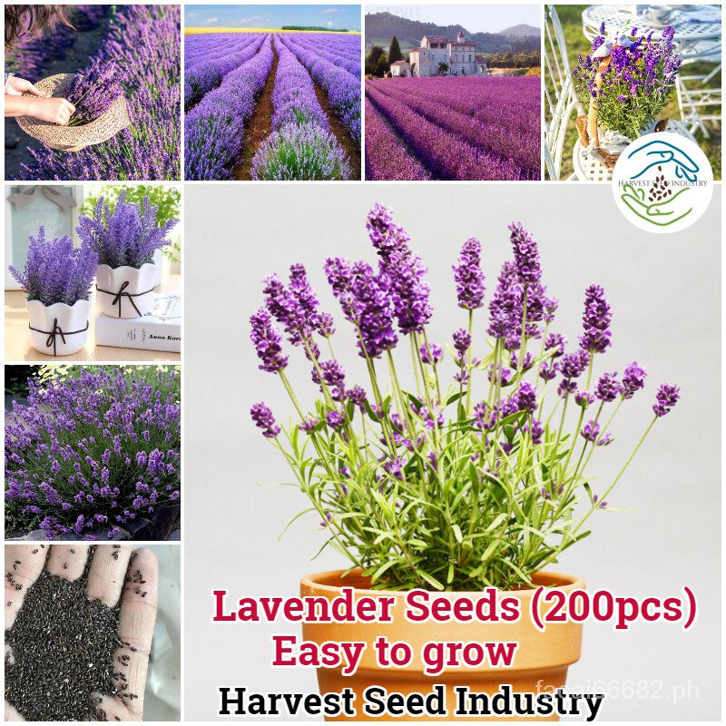 Easy to Grow 200 Piece Lavender Flower Seed Lavender Perfume Plant ...