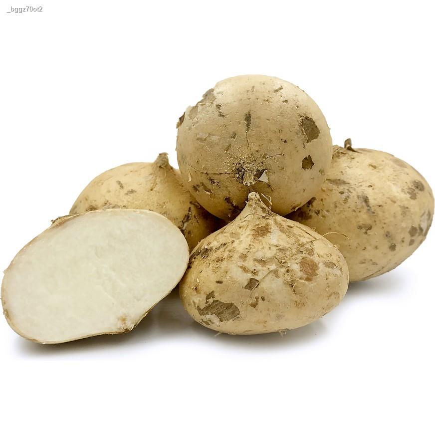 New store discounts singkamas jicama tubers plant seeds root crop