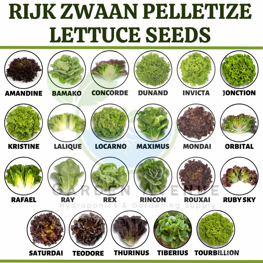 Seeds Repacked Rijk Zwaan Pelletize Lettuce Seeds Laliqueolmetieinvictaruby Skyrincon 6728