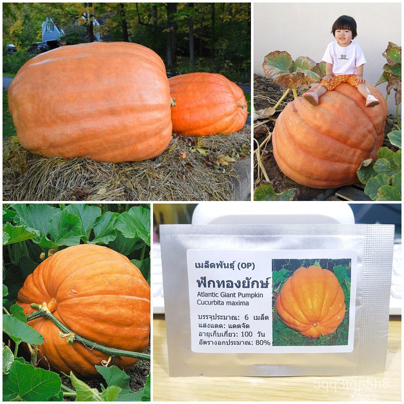100% genuine good quality giant pumpkin seed (Atlantic Giant pumpkin ...