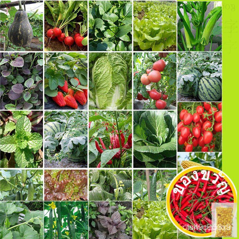 √ Flower and vegetable seeds combo easy grow home garden flower seeds