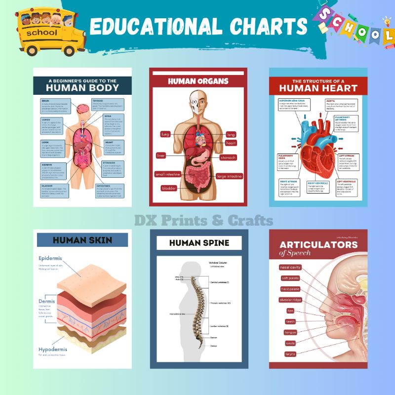 Laminated Educational Chart Human Body and Organs Biology Diagrams