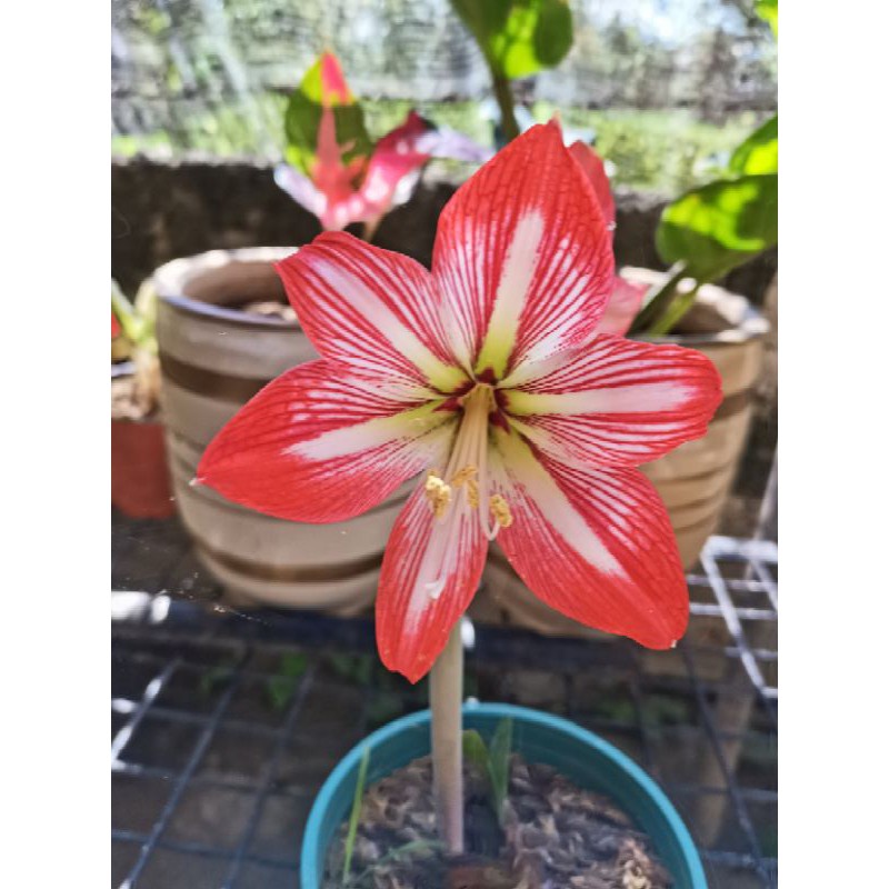 Amaryllis (Mediumsized mature bulb) No flower Shopee Philippines