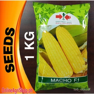 Shop East West Corn Seed Lagkitan with great discounts and prices