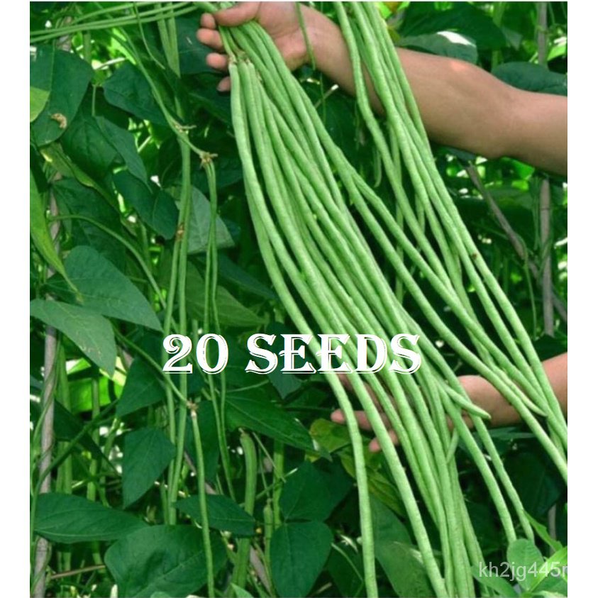 sitaw / string bean seeds 20pesos per pack condor seeds vegetable