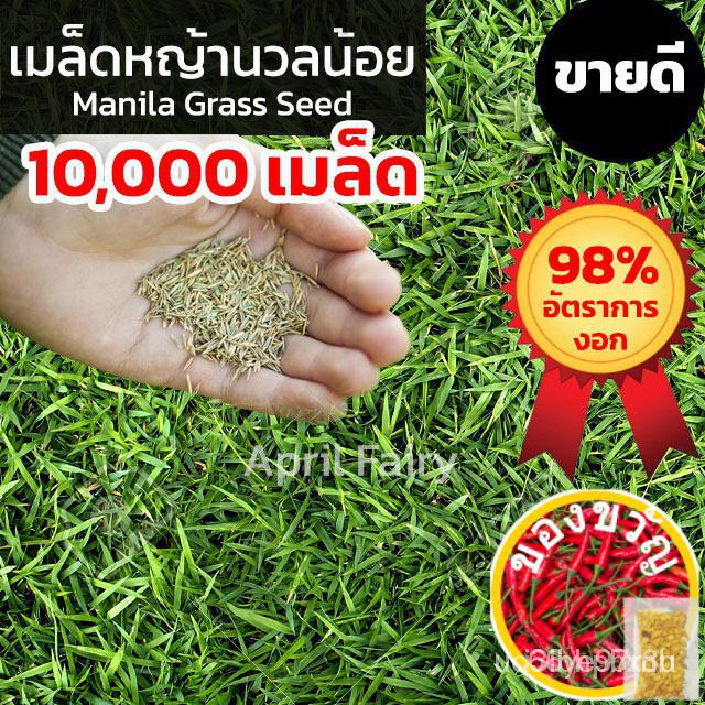 [10000 seeds] little grass seed, grass seed, little grass seed, Manila