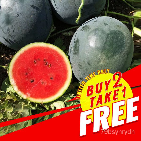 High germination rate Watermelon Seeds Sugar Baby Watermelon Seeds