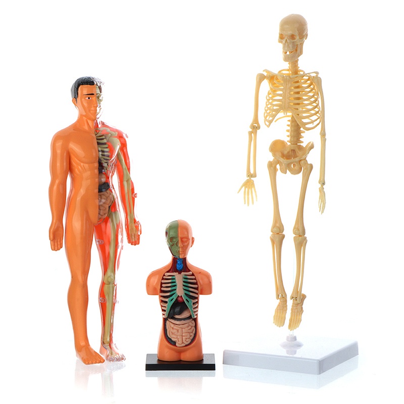 3d human body torso model for kids