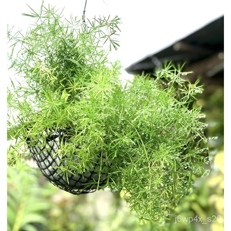 Hanging Asparagus Fern/ Asparagus densiflorus Plant IWOF Shopee