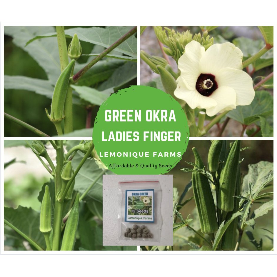 okra seeds green okra seeds smooth okra seeds okra green seeds