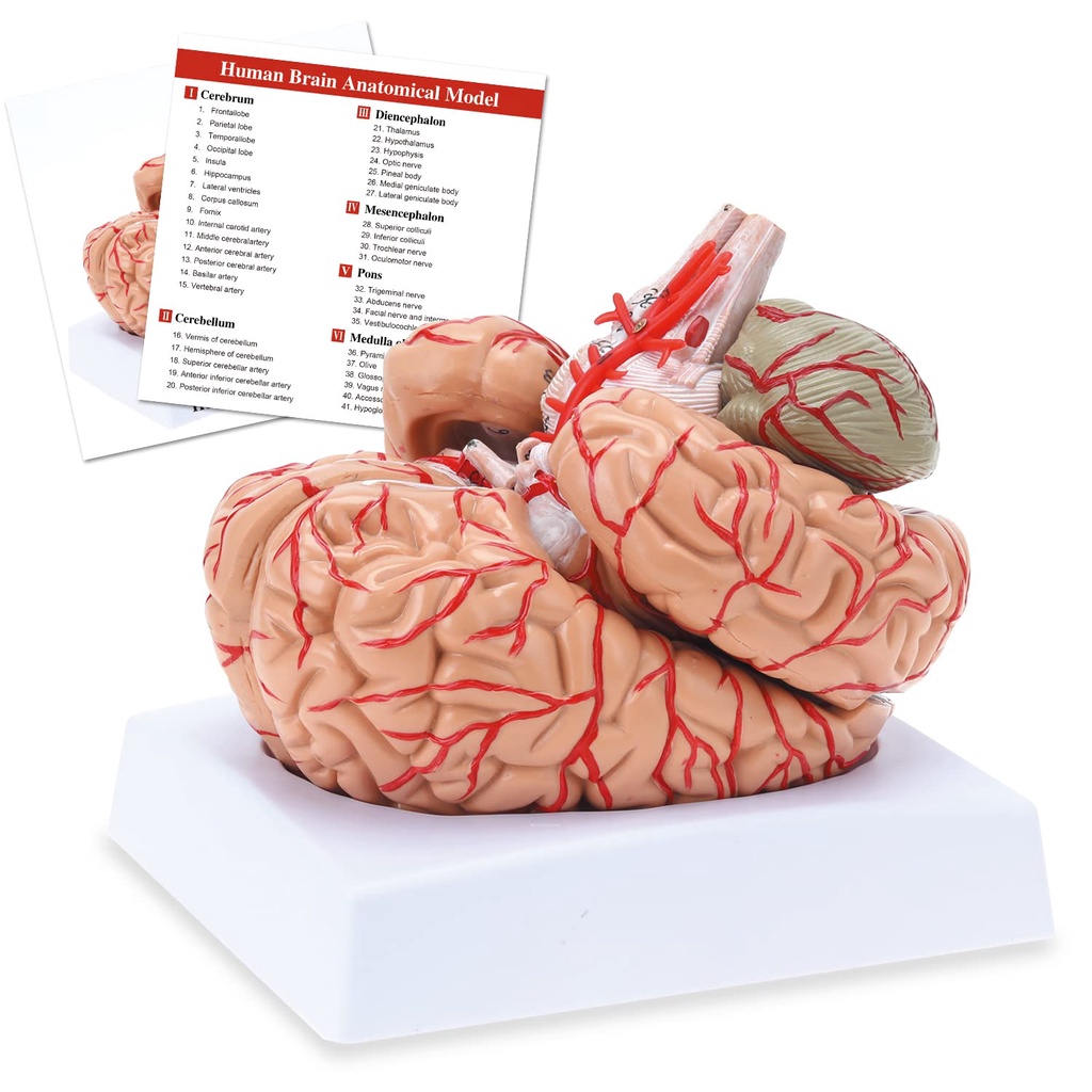 8 Parts Human Brain Anatomical Model, Colored Brain,Anatomically ...