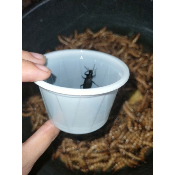 Bug yellow mealworm beetle pair male and female Shopee Philippines