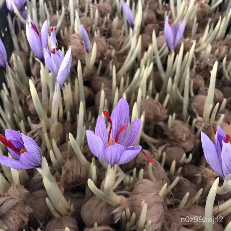 Saffron Seed Pellet Saffron Crocus Seed Seedling Pot Bulb Flower