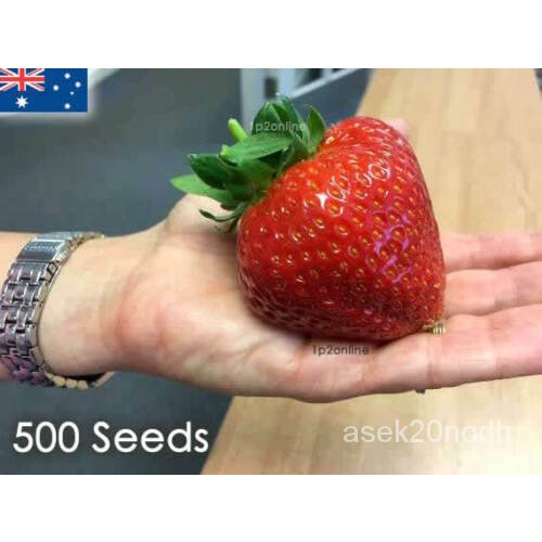 2023Giant Hawaiian Strawberry 500 Seeds Rare Red Strawberries Seed