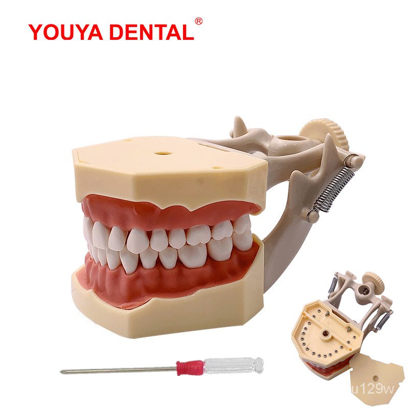 Dental Model Practice Gum Teeth Model Dental Technician Studying ...