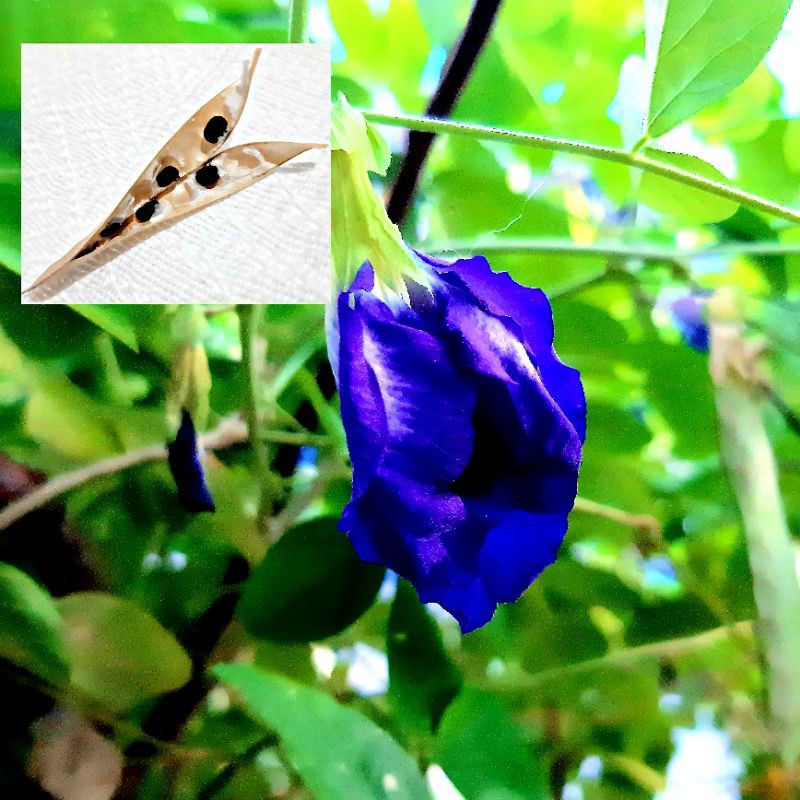 ♟ Blue Ternate Seeds (60 pcs) | Shopee Philippines