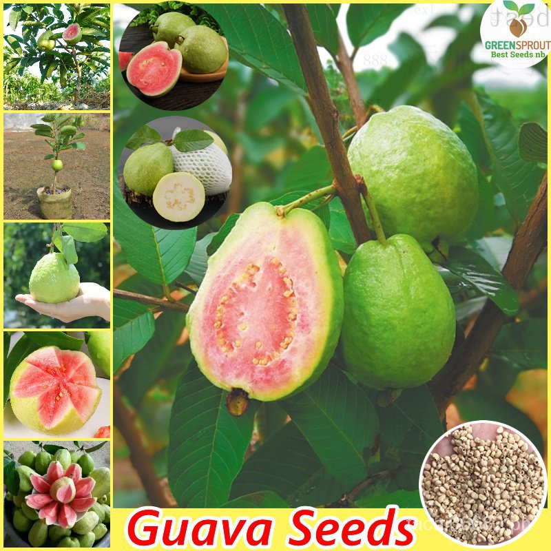 Philippines Easy to Grow Guava Fruit Seeds (100 Seeds Per Pack) Rare ...