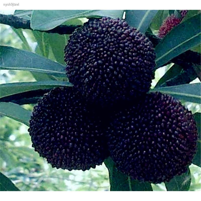 New store discounts Sweet Myrica rubra Seeds Rare exotic Tropical fruit tree seeds edible fruit