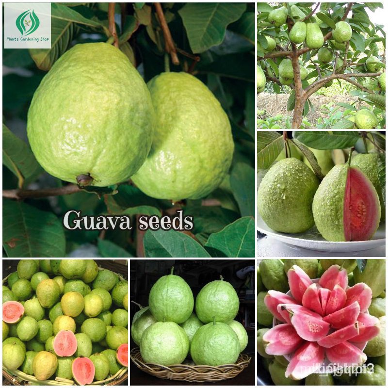 Bonsai fruit trees dwarf seed2023 seed germination rate guava seeds