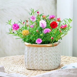 300pcs Portulaca Seeds for Planting Garden Decoration Items Flower ...