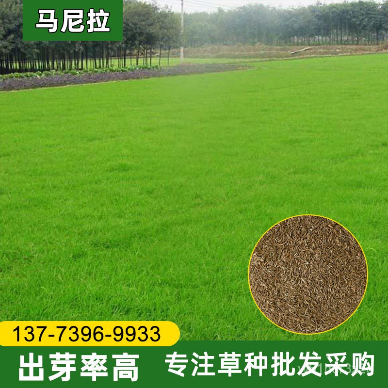 Grass Seeds Ground Cover Evergreen Seeds Cynodon Dactylon Wholesale