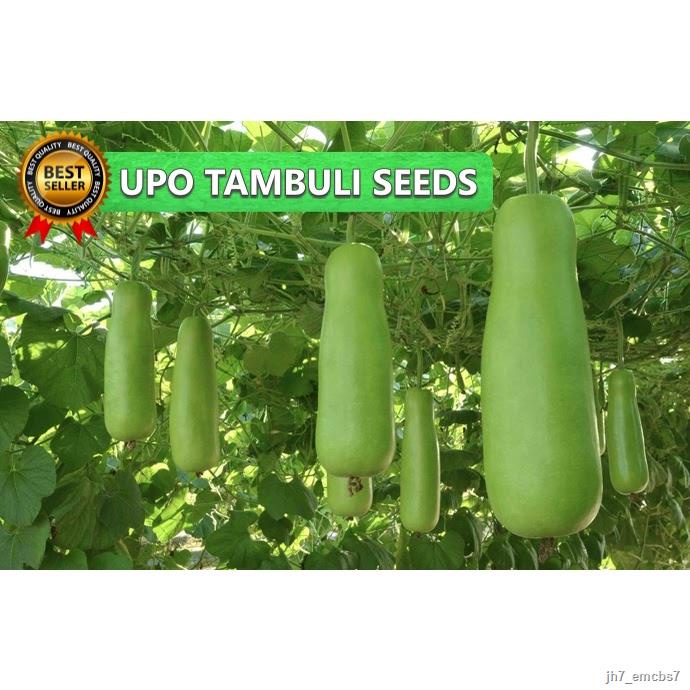 25pcs SEEDS UPO TAMBULI/SUPER LONG/BOTTLE GOURD/HIGH GERMINATION RATE