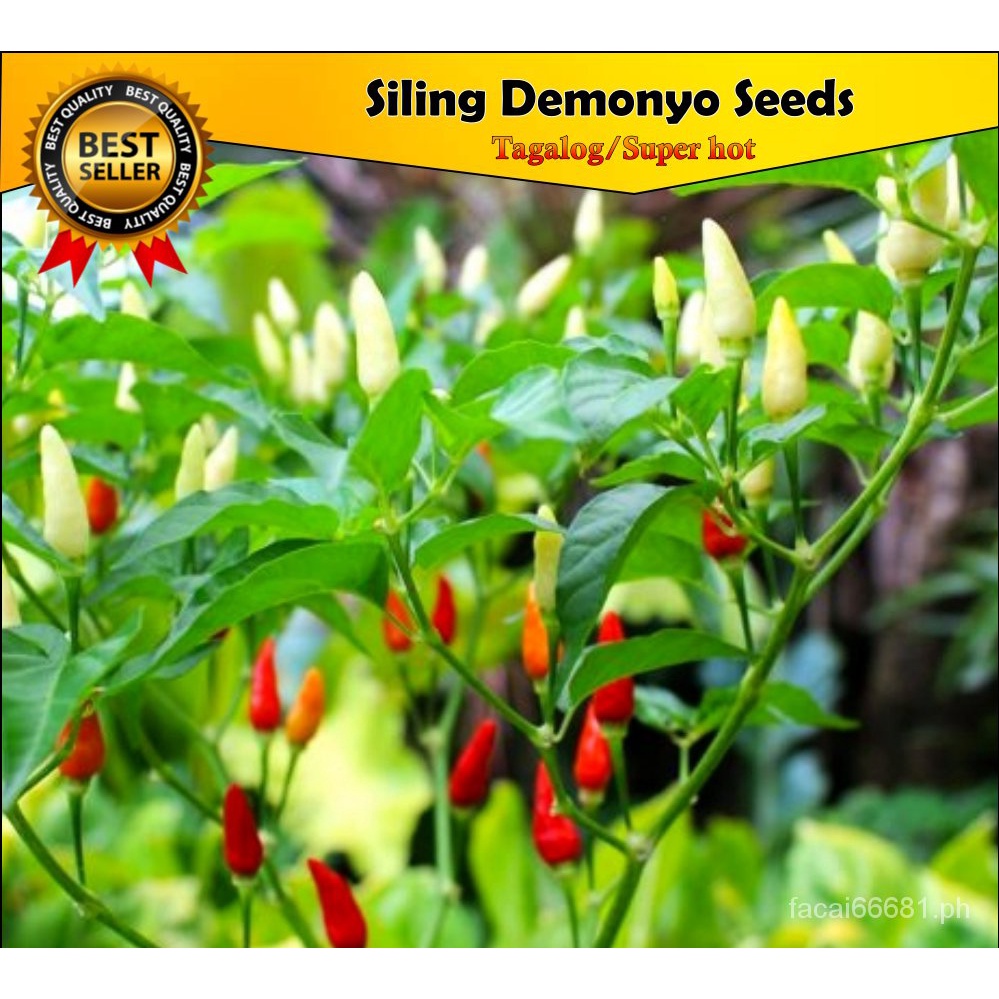 Value Pack (20PCs Seeds)-Siling Demonyo/Native/Super Hot/Fast Growing ...