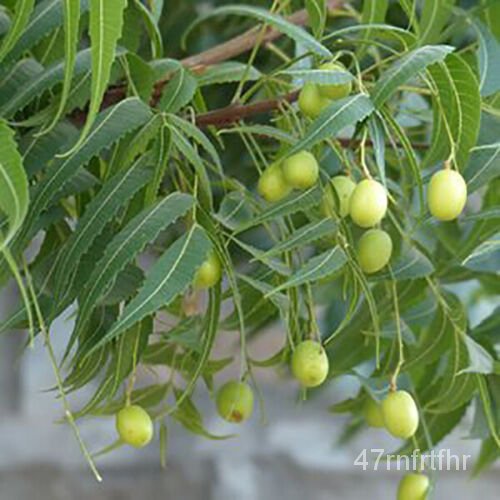 Neem tree Seeds - Azadirachta indica 20 Seeds2023 | Shopee Philippines